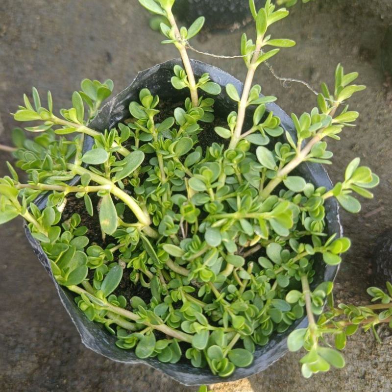 智慧草盆栽苗白花马齿觅假马齿觅苗阳台高颜值庭院绿化观赏绿