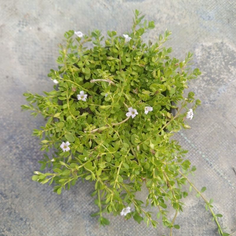 智慧草盆栽苗白花马齿觅假马齿觅苗阳台高颜值庭院绿化观赏绿