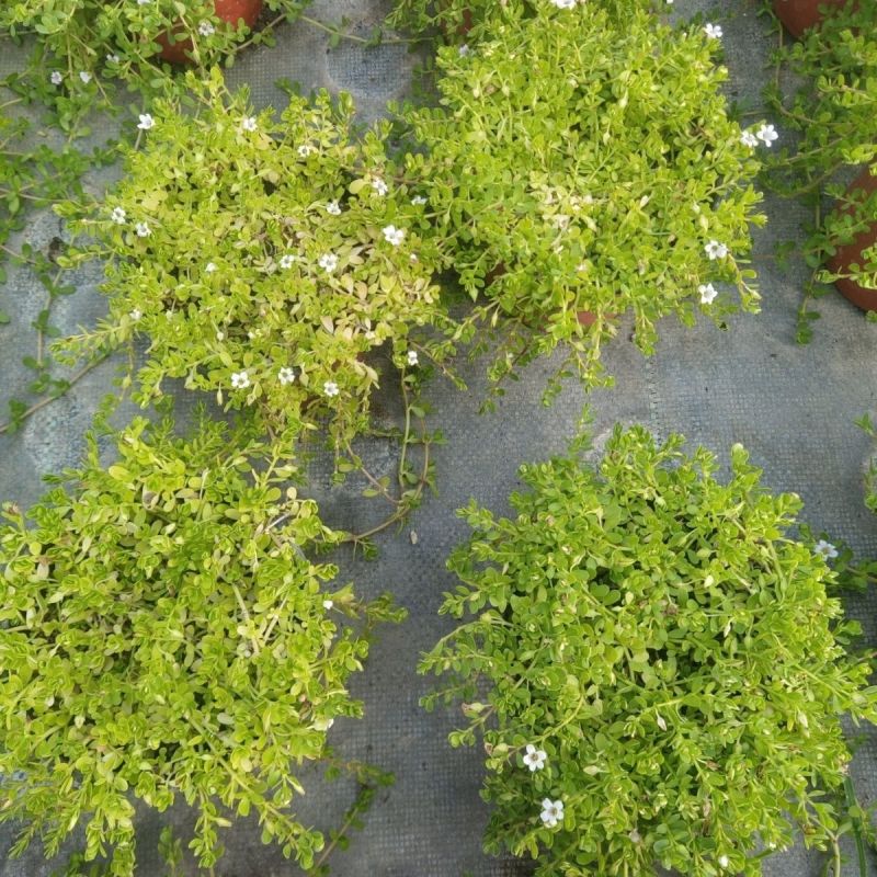 智慧草盆栽苗白花马齿觅假马齿觅苗阳台高颜值庭院绿化观赏绿