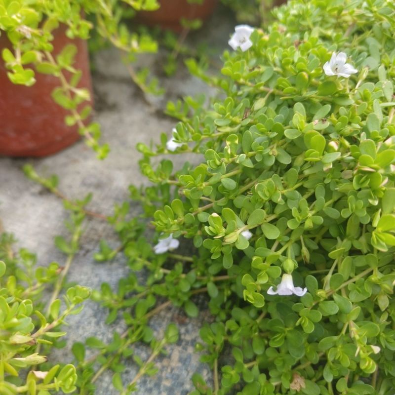 智慧草盆栽苗白花马齿觅假马齿觅苗阳台高颜值庭院绿化观赏绿