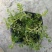 智慧草盆栽苗白花马齿觅假马齿觅苗阳台高颜值庭院绿化观赏绿