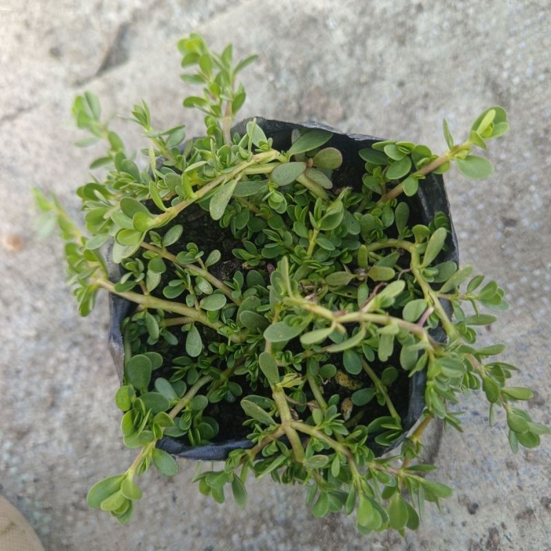 智慧草盆栽苗白花马齿觅假马齿觅苗阳台高颜值庭院绿化观赏绿