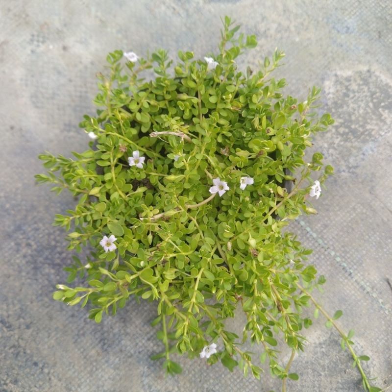 智慧草盆栽苗白花马齿觅假马齿觅苗阳台高颜值庭院绿化观赏绿