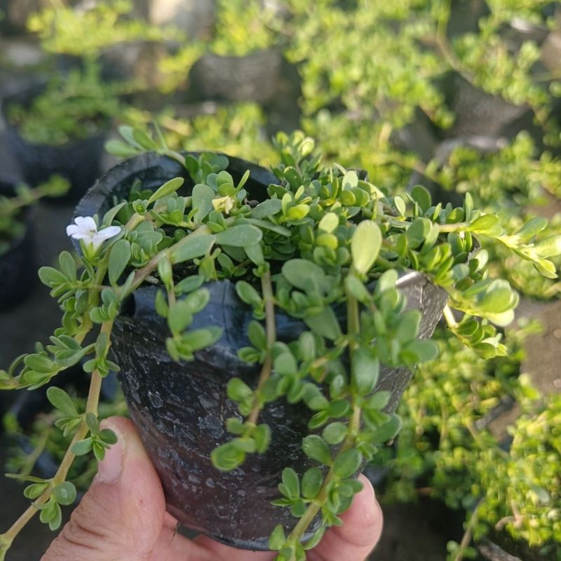 智慧草盆栽苗白花马齿觅假马齿觅苗阳台高颜值庭院绿化观赏绿