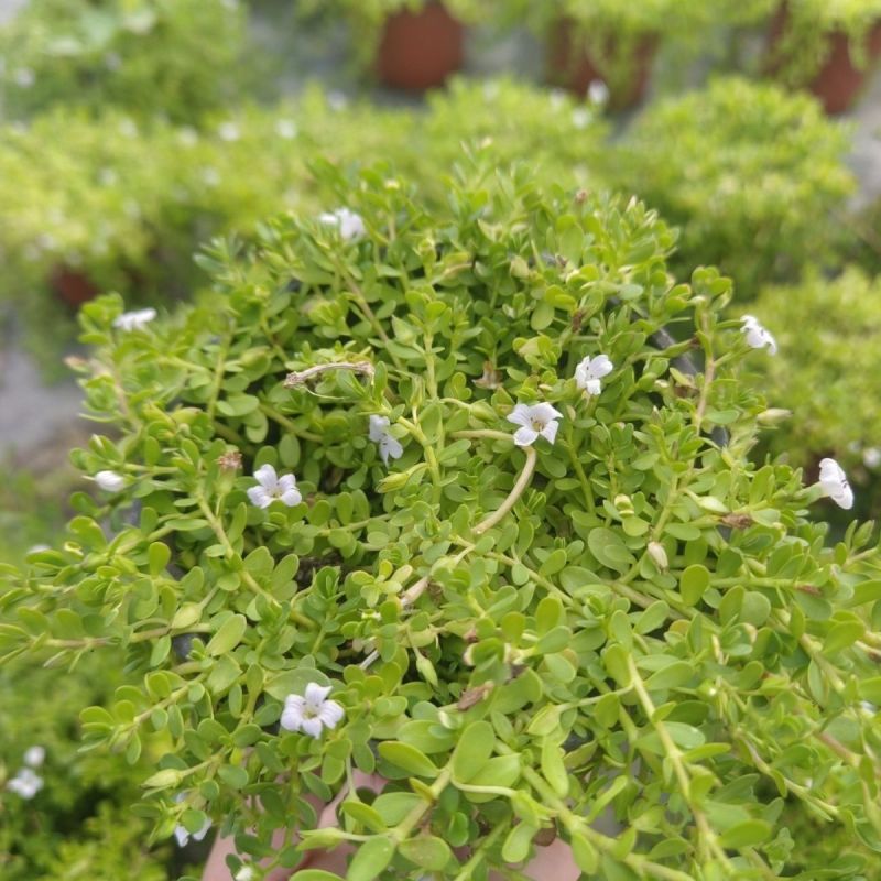 智慧草盆栽苗白花马齿觅假马齿觅苗阳台高颜值庭院绿化观赏绿