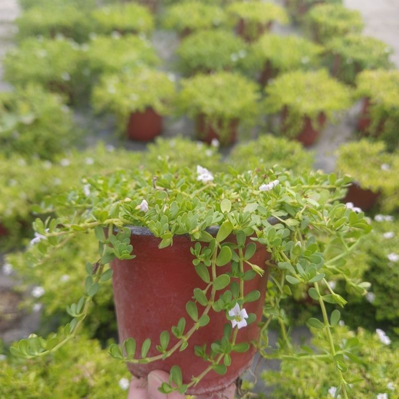 智慧草盆栽苗白花马齿觅假马齿觅苗阳台高颜值庭院绿化观赏绿