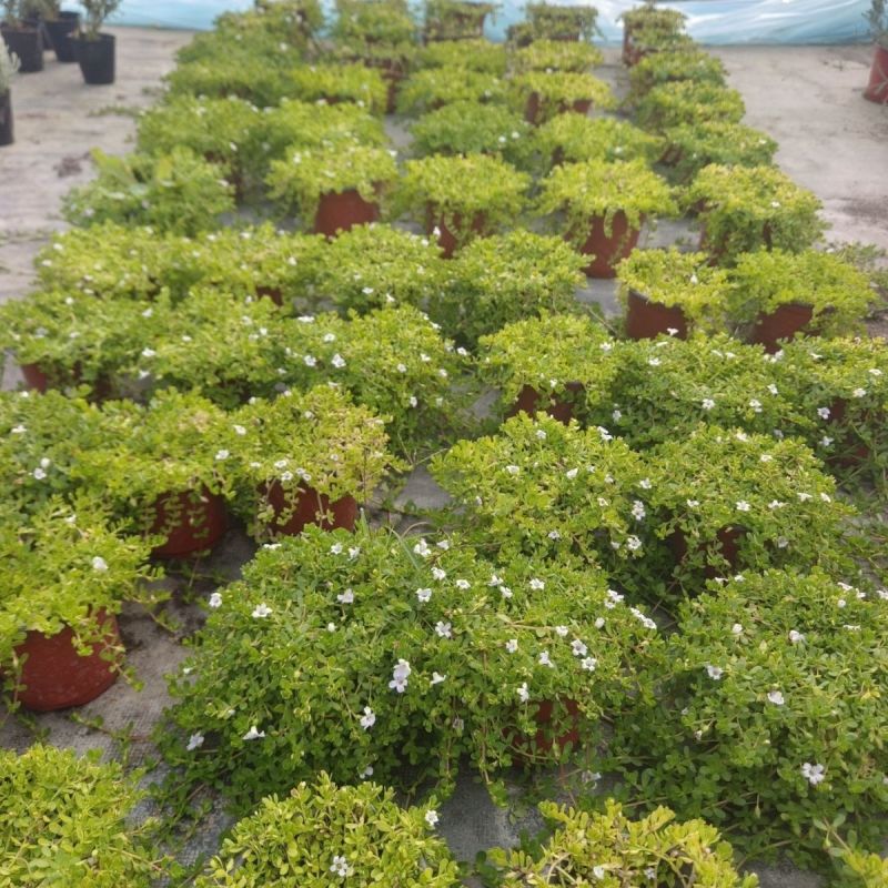 智慧草盆栽苗白花马齿觅假马齿觅苗阳台高颜值庭院绿化观赏绿