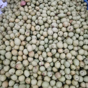 子母梨