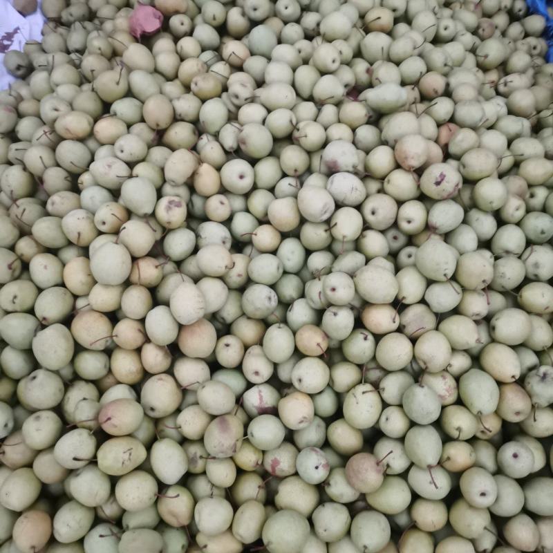 子母梨