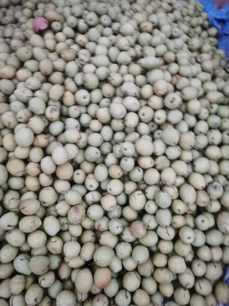 子母梨