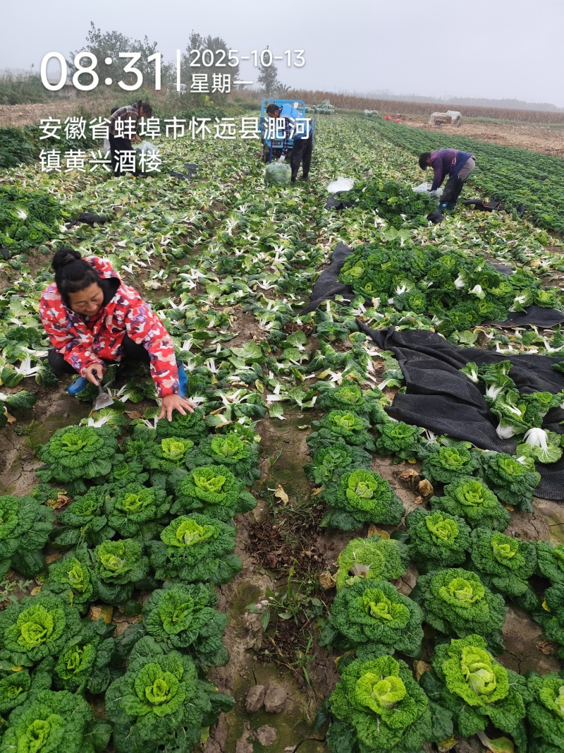 千亩基地实力供应，大量供应黄心菜，欢迎各地客户前来合作