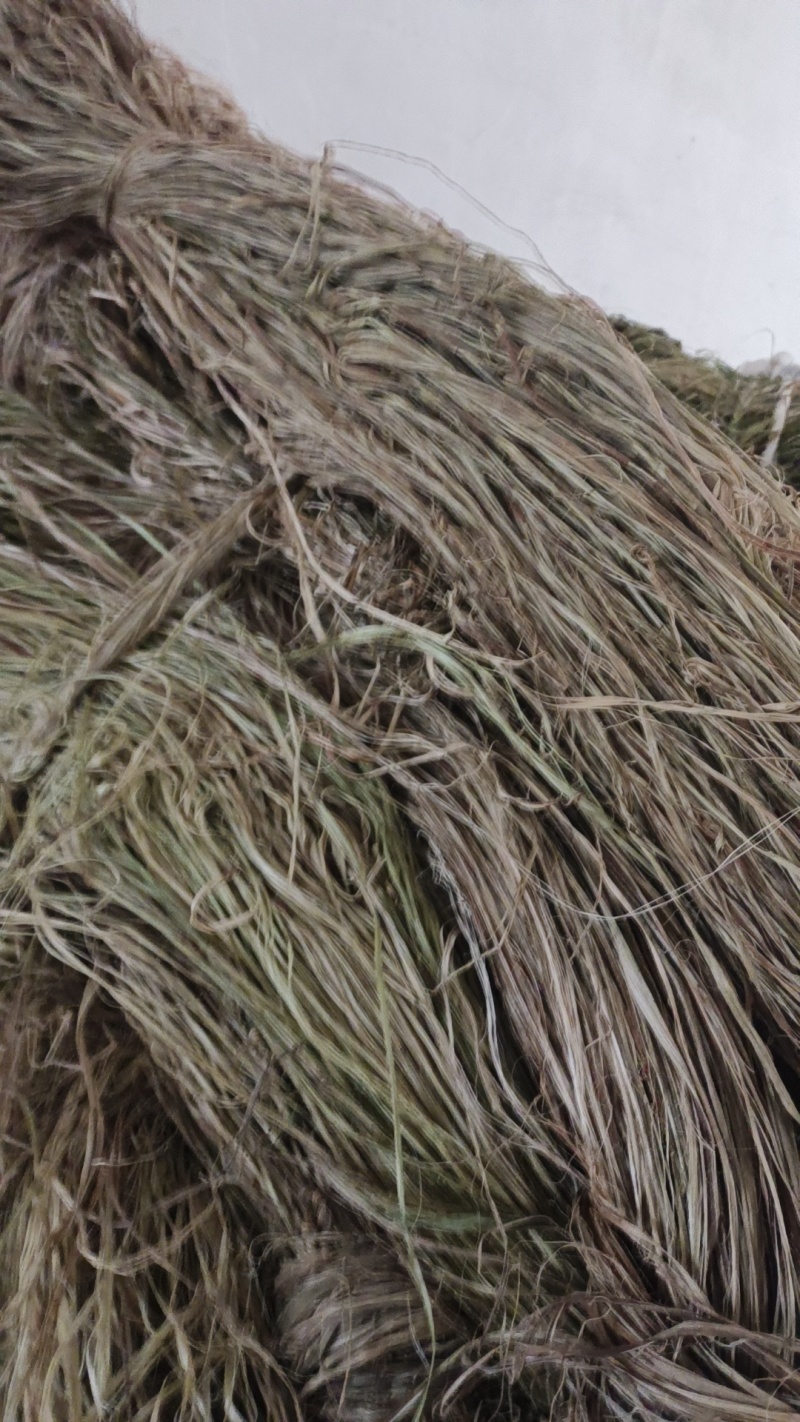 苎麻