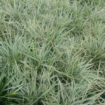 银边草、大量有货，量大价格从优，欢迎各位老板来电咨询