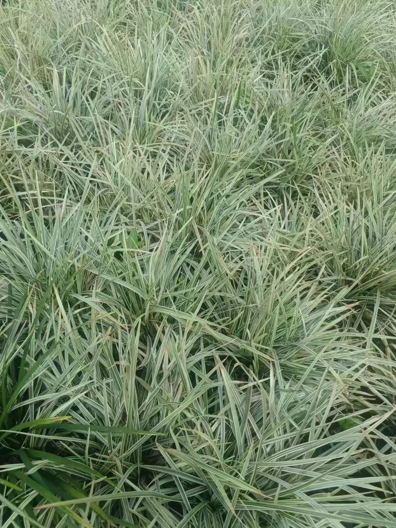 银边草、大量有货，量大价格从优，欢迎各位老板来电咨询