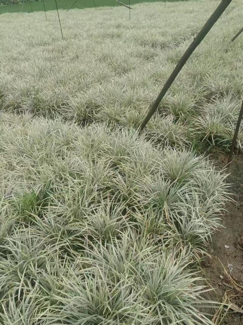 银边草、大量有货，量大价格从优，欢迎各位老板来电咨询