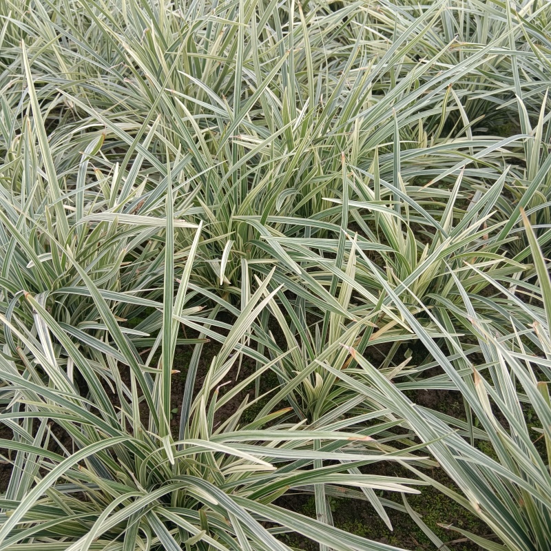 银边草、大量有货，量大价格从优，欢迎各位老板来电咨询