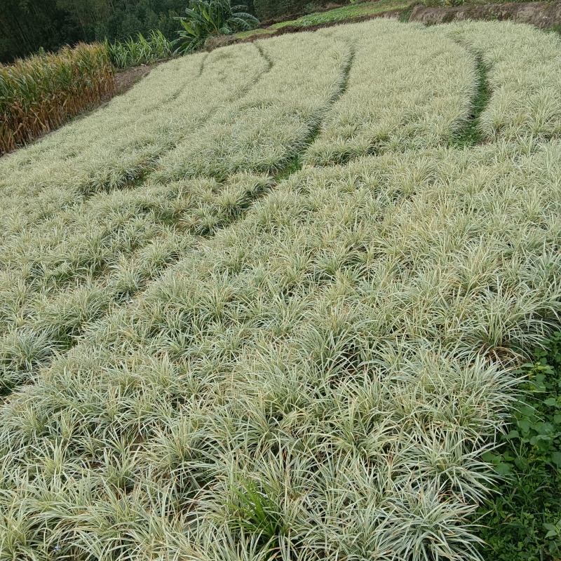 银边草、大量有货，量大价格从优，欢迎各位老板来电咨询