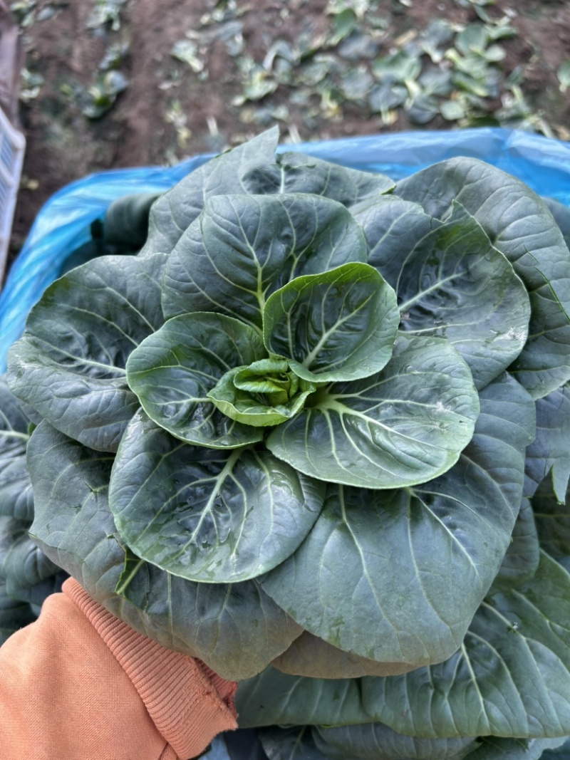 矮脚苏州青