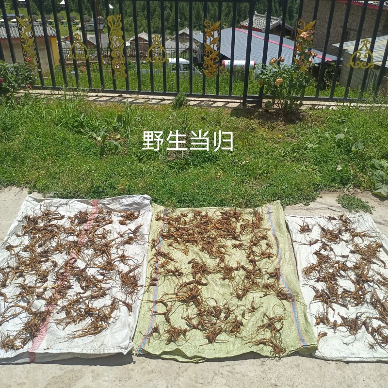 川西高原阿坝州药当归