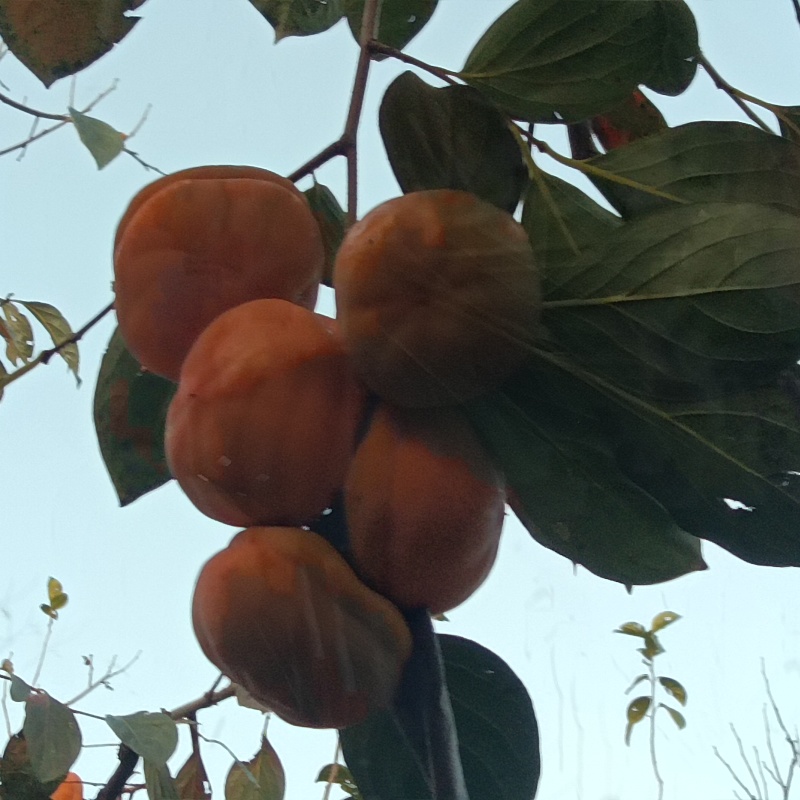 磨盘柿子