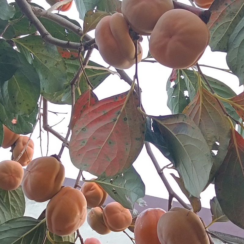 磨盘柿子