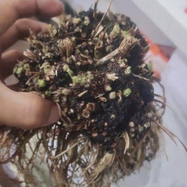 玫瑰红景天