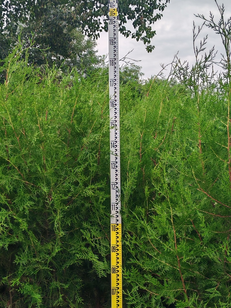 精品侧柏基地直供大量有货质量保证，可视频看货全国发货