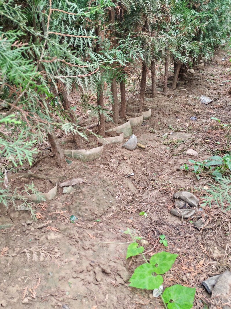 精品侧柏基地直供大量有货质量保证，可视频看货全国发货