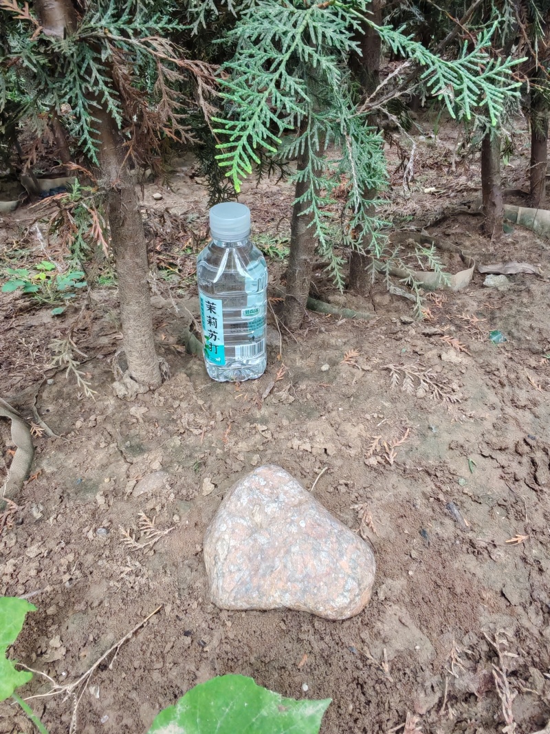 精品侧柏基地直供大量有货质量保证，可视频看货全国发货