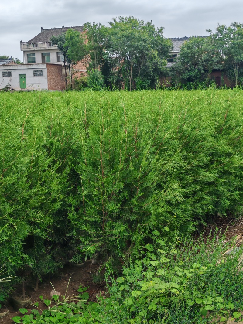 精品侧柏基地直供大量有货质量保证，可视频看货全国发货