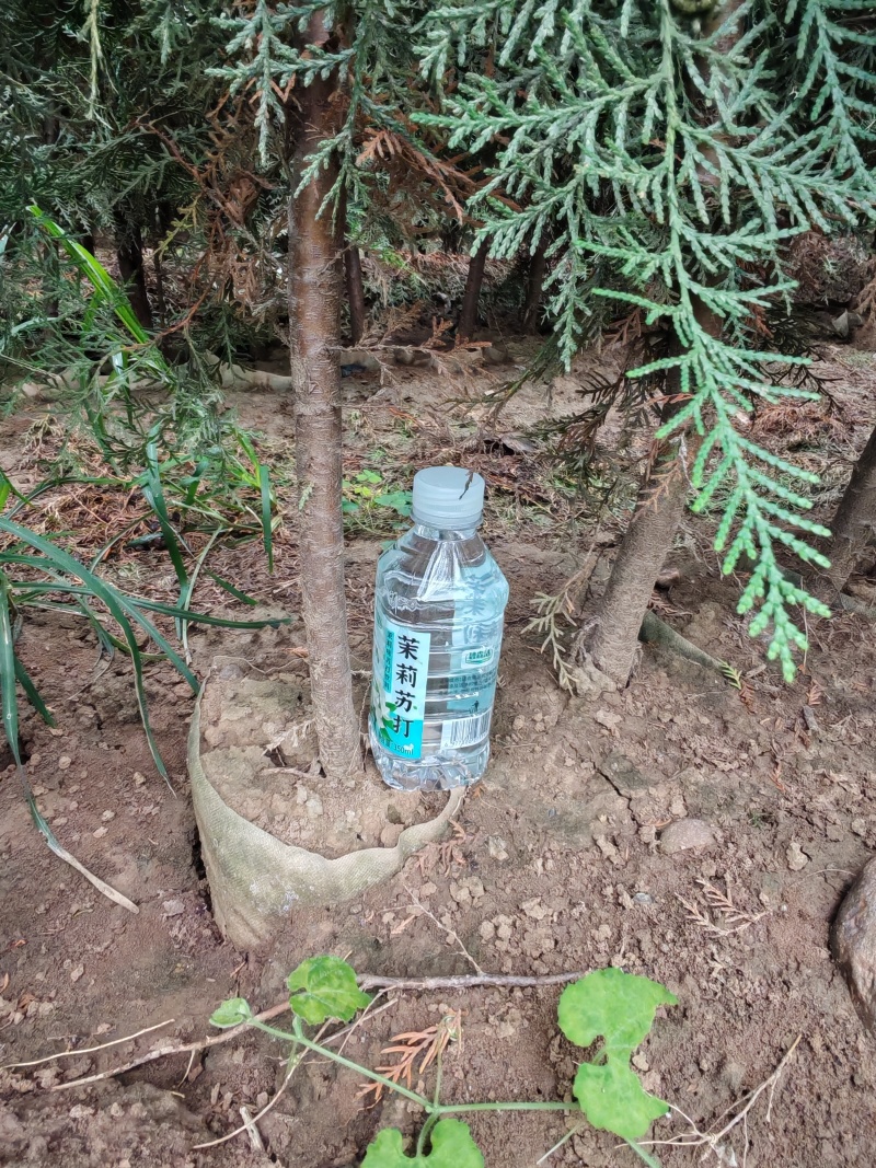 精品侧柏基地直供大量有货质量保证，可视频看货全国发货