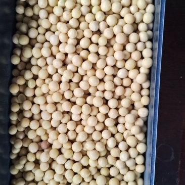 豆制品专用东升系列