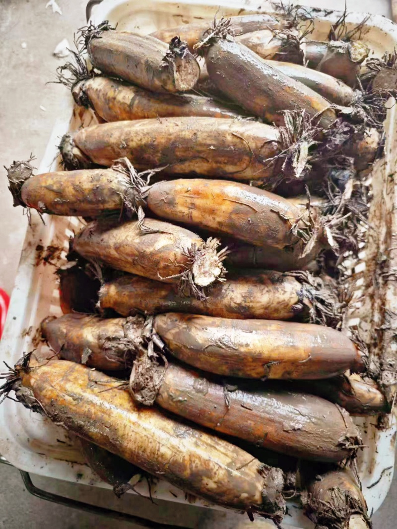 洪湖莲藕基地直发一件代发正宗粉藕顺丰