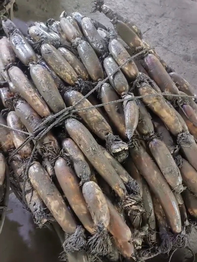 洪湖莲藕基地直发一件代发正宗粉藕顺丰