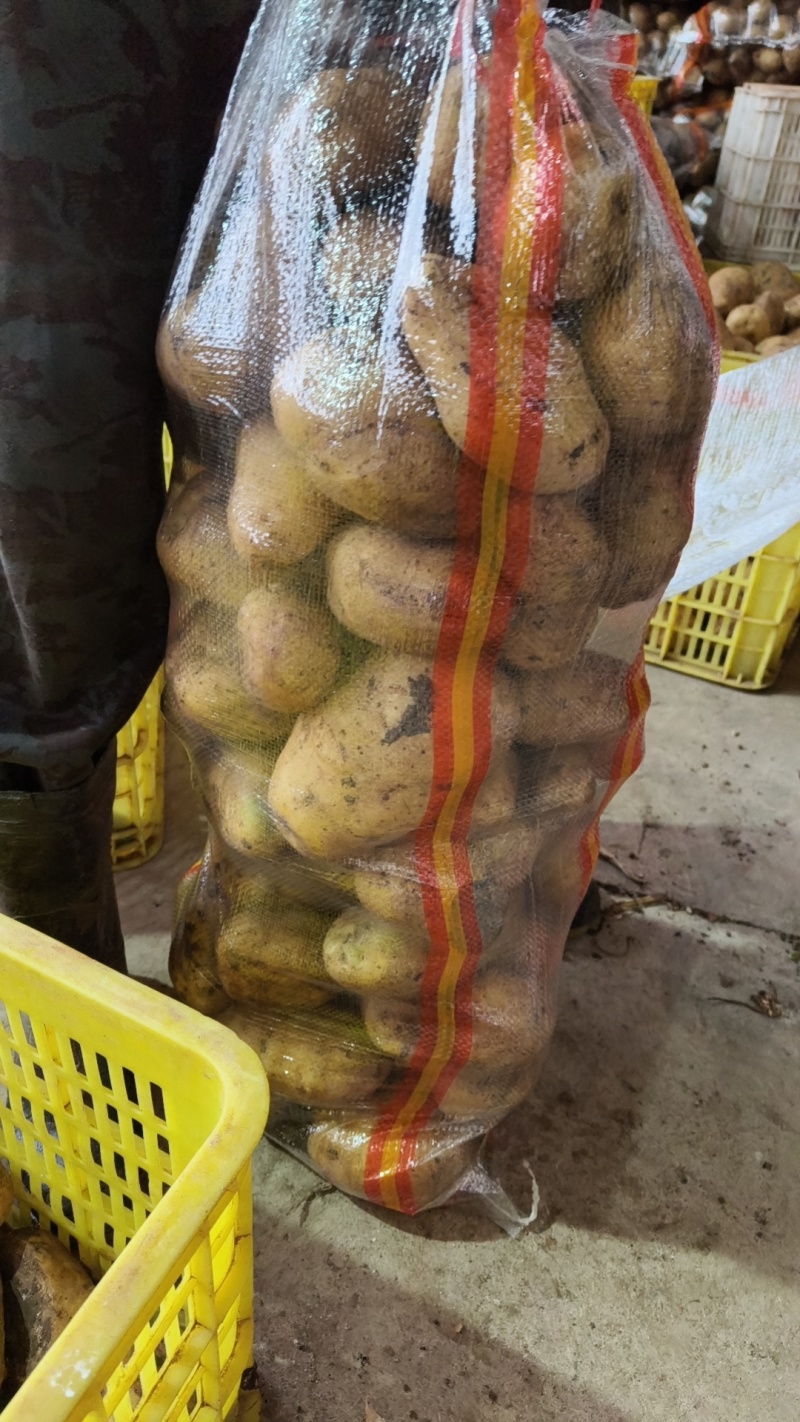 荷兰十五微残有机械伤量大表皮干净大小规格都有按需分拣打包