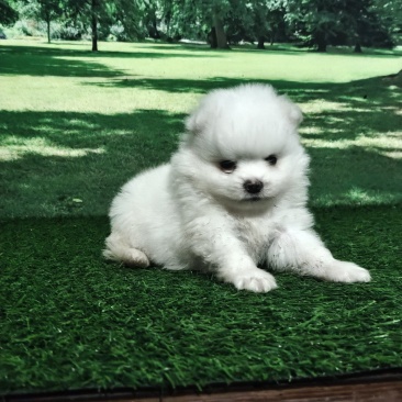 博美犬