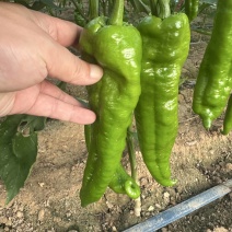 陕西精品泡椒货源充足个大皮色绿可视频看货全国发货