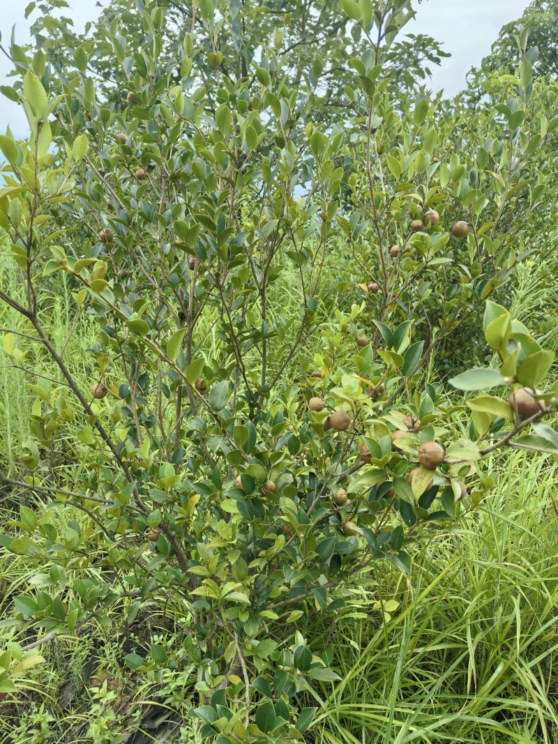 野生山茶籽