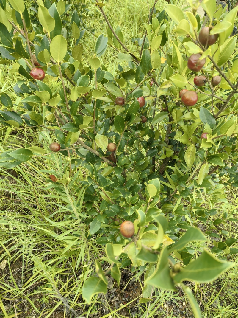 野生山茶籽