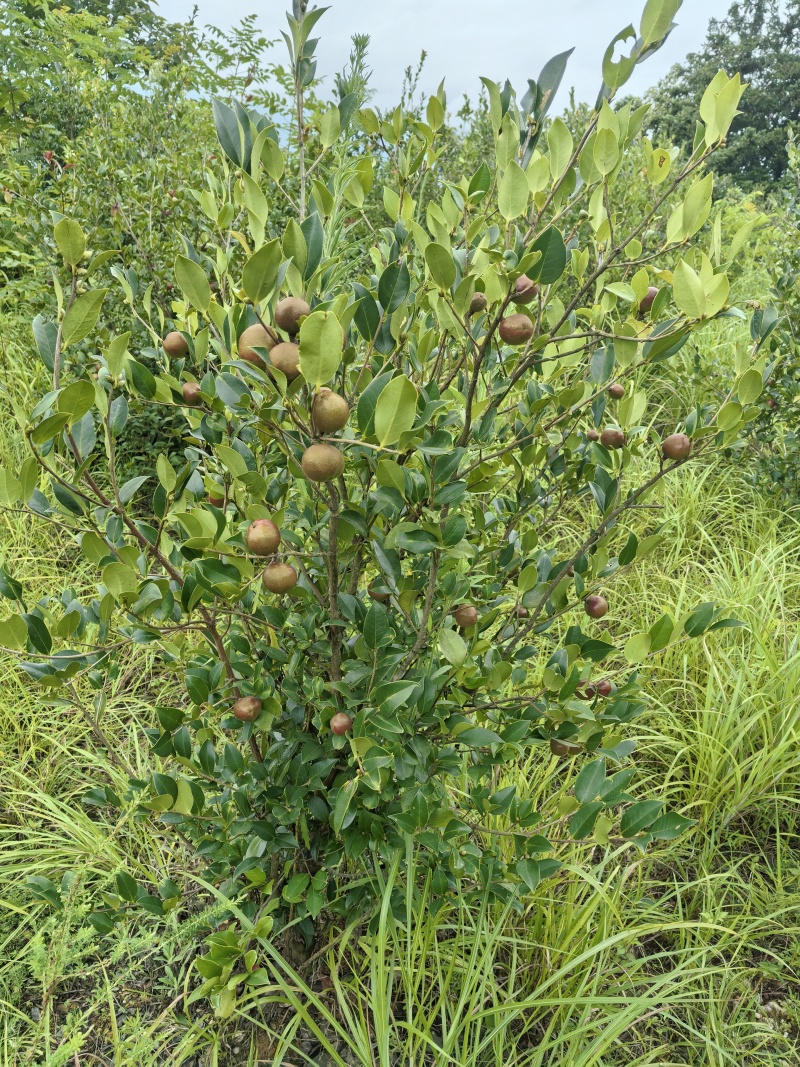 野生山茶籽