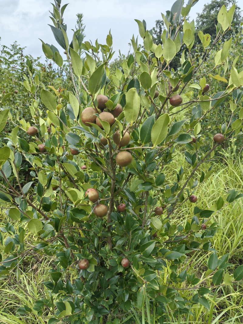 野生山茶籽