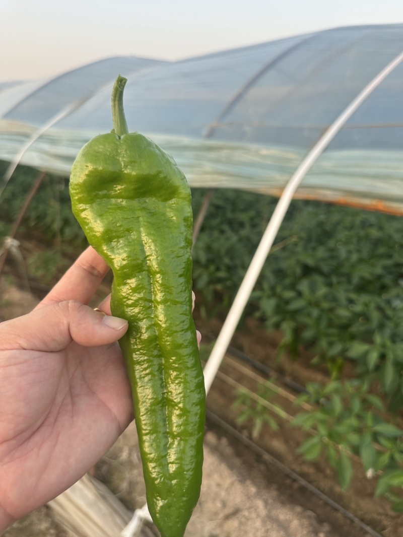 陕西精品泡椒货源充足个大皮色绿可视频看货全国发货