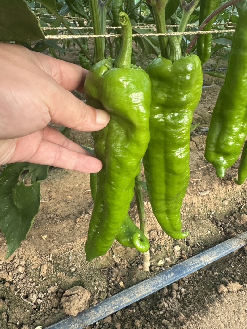陕西精品泡椒货源充足个大皮色绿可视频看货全国发货