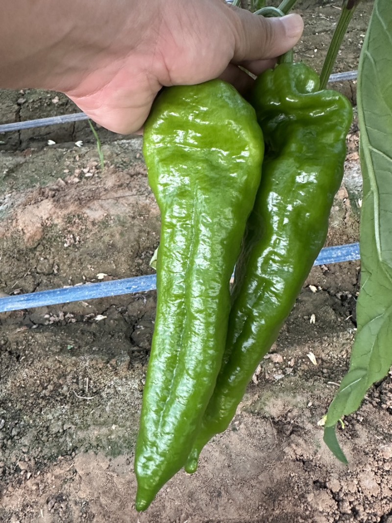 陕西精品泡椒货源充足个大皮色绿可视频看货全国发货