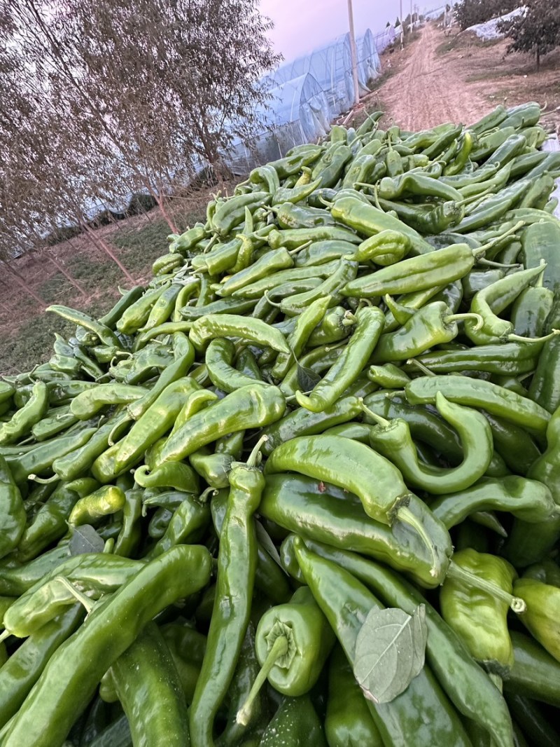 陕西精品泡椒货源充足个大皮色绿可视频看货全国发货