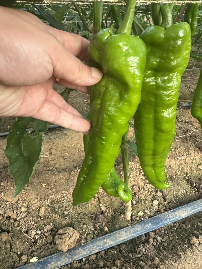 陕西精品泡椒货源充足个大皮色绿可视频看货全国发货