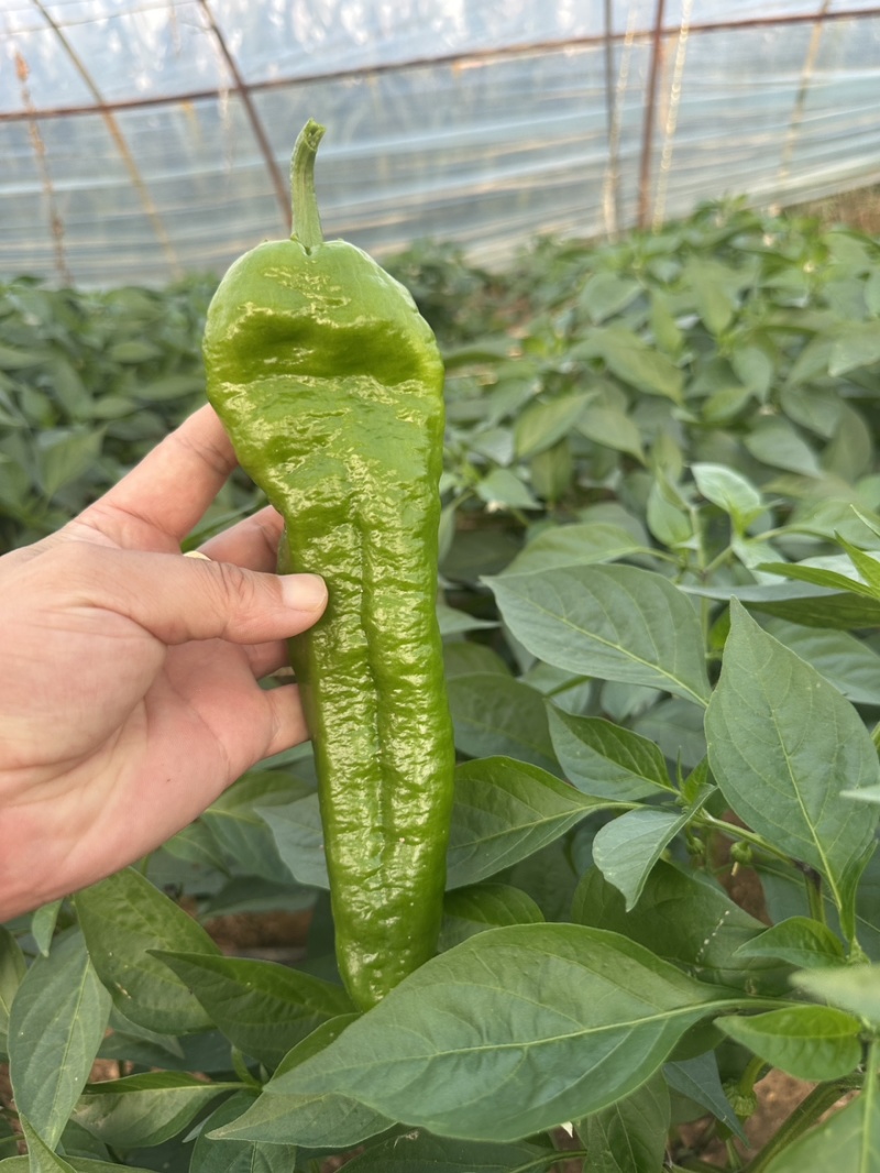 陕西精品泡椒货源充足个大皮色绿可视频看货全国发货
