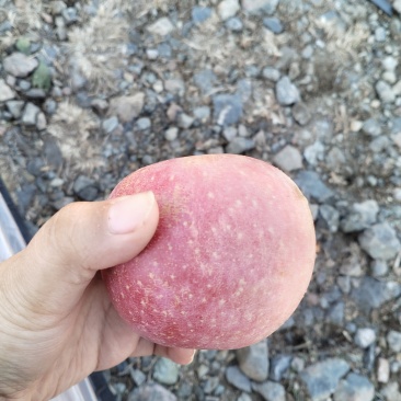 红富士苹果