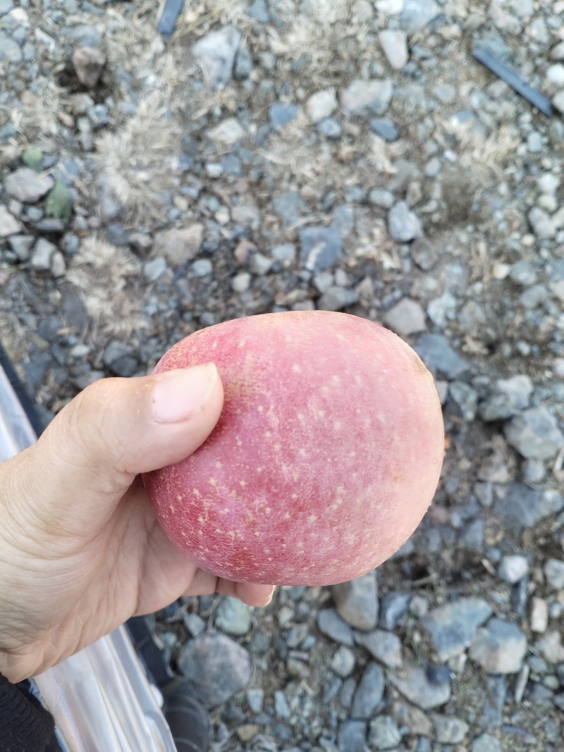 红富士苹果