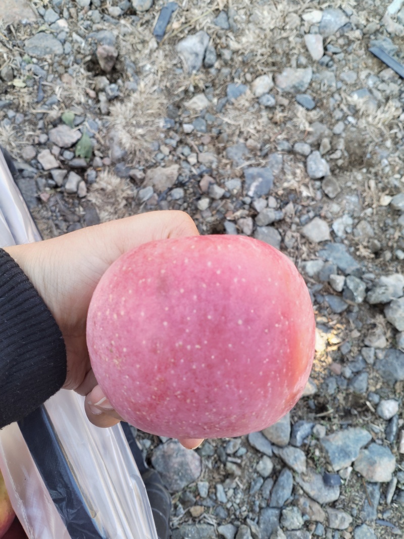 红富士苹果